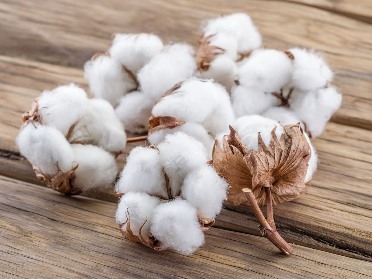 Arab Cotton Ginning’s consolidated profits fall 93% YoY in 6 months

